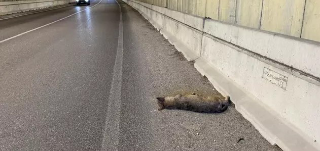 Lupa investita e uccisa in galleria sulla provinciale nel Teramano